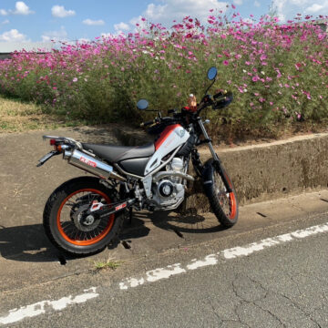 不明で撮影されたトリッカーの画像