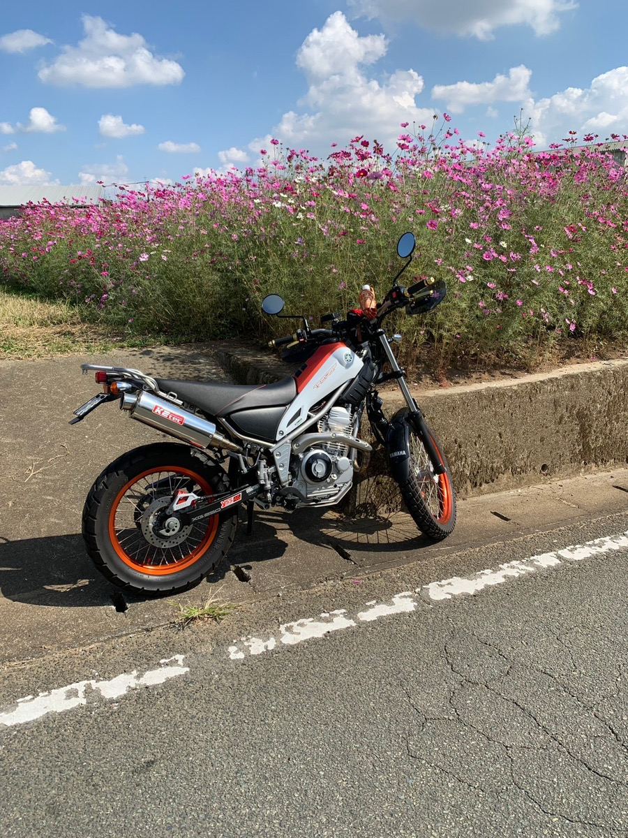 不明で撮影されたトリッカーの画像