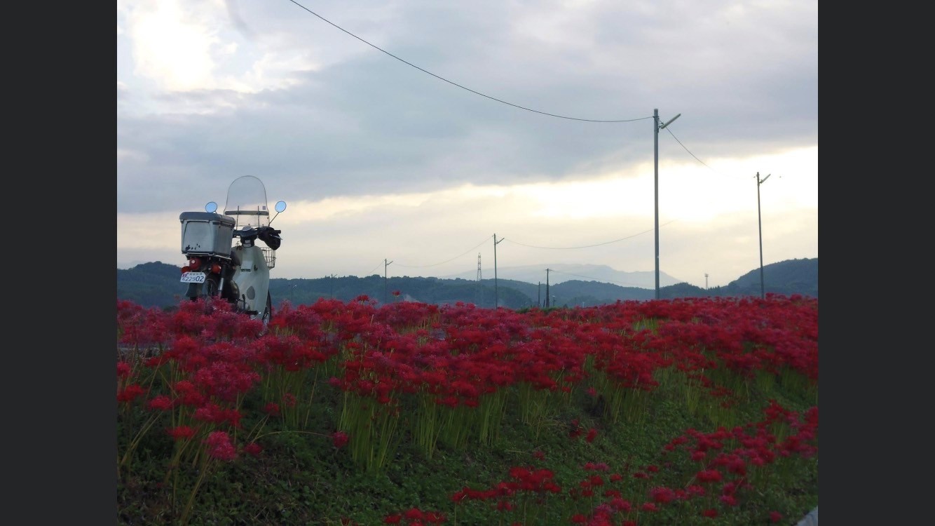 益城町で撮影されたスーパーカブの画像