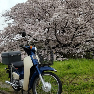 神園で撮影されたスーパーカブの画像