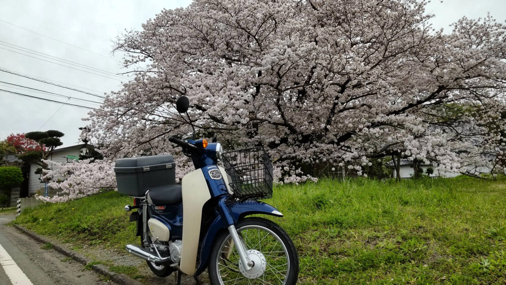 神園で撮影されたスーパーカブの画像