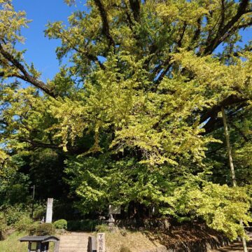 小国下城の大銀杏で撮影されたレブル250の画像