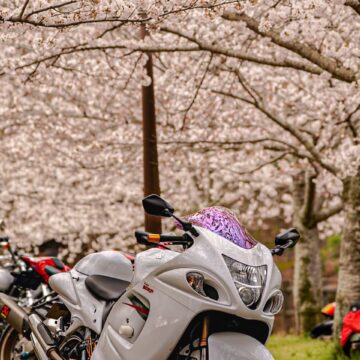 立岡自然公園で撮影された隼の画像